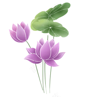 夏季紫色荷花和莲叶