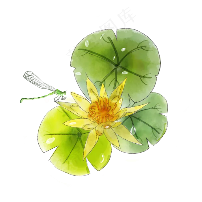 黄色莲花荷花蜻蜓夏日PNG(2000X2000(DPI:300))psd模版下载