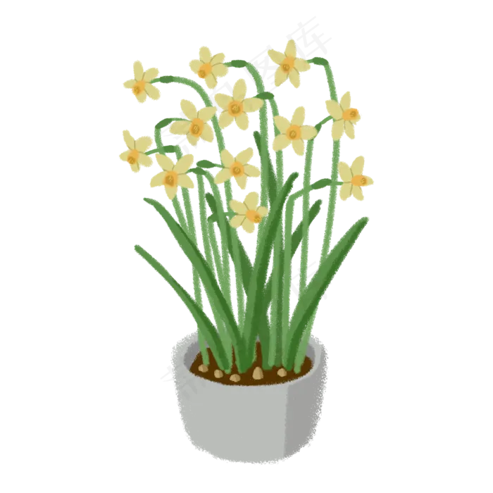 水仙花盆栽PNG(2000X2000(DPI:300))psd模版下载
