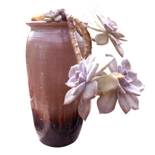 多肉悬崖桩植物盆栽,免抠元素