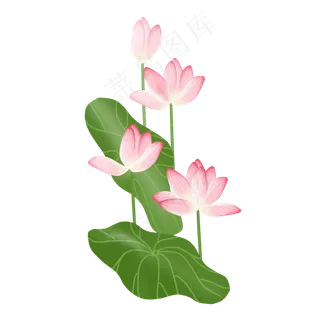 春夏荷花png素材