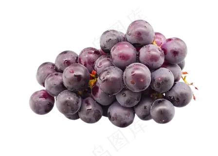 紫色圆形葡萄 紫色圆形葡萄
