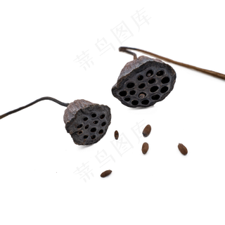 干花装饰干莲蓬,免抠元素