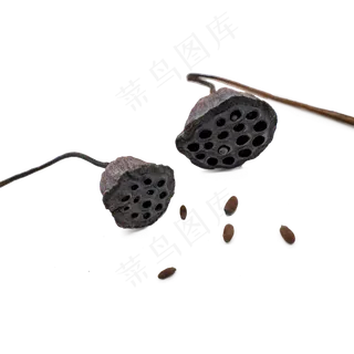 干花装饰干莲蓬,免抠元素