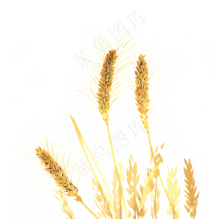 丰收的麦穗(4724X4724(DPI:300))psd模版下载