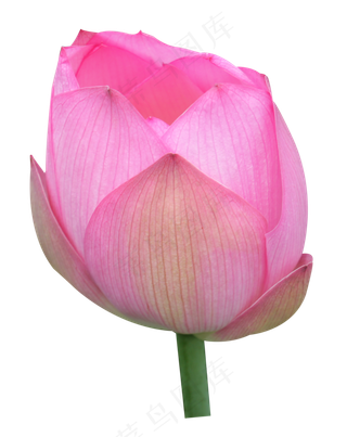 粉红色待开荷花