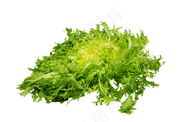 一颗新鲜蔬菜苦菊