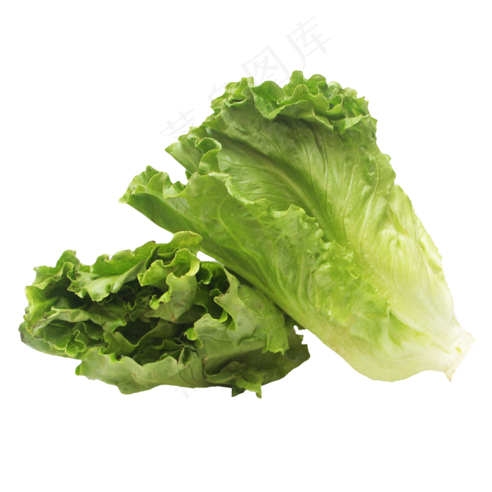 新鲜生菜蔬菜