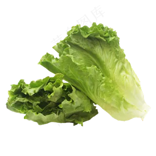 新鲜生菜蔬菜