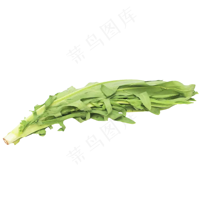 油麦菜绿色蔬菜(2333*2333px 300 dpi )