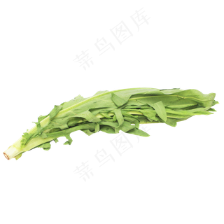 油麦菜绿色蔬菜