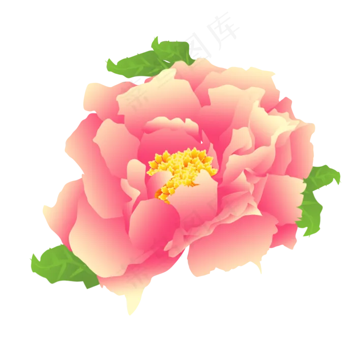 粉色的牡丹