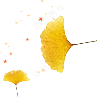 秋天飞舞的银杏叶,免抠元素