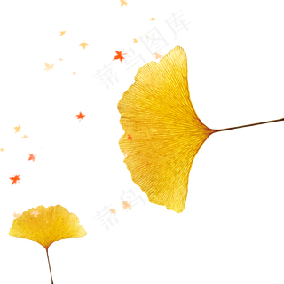 秋天飞舞的银杏叶,免抠元素