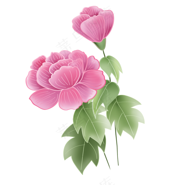 春天粉色牡丹花