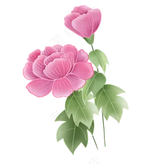 春天粉色牡丹花