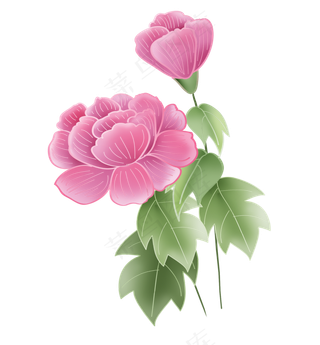 春天粉色牡丹花