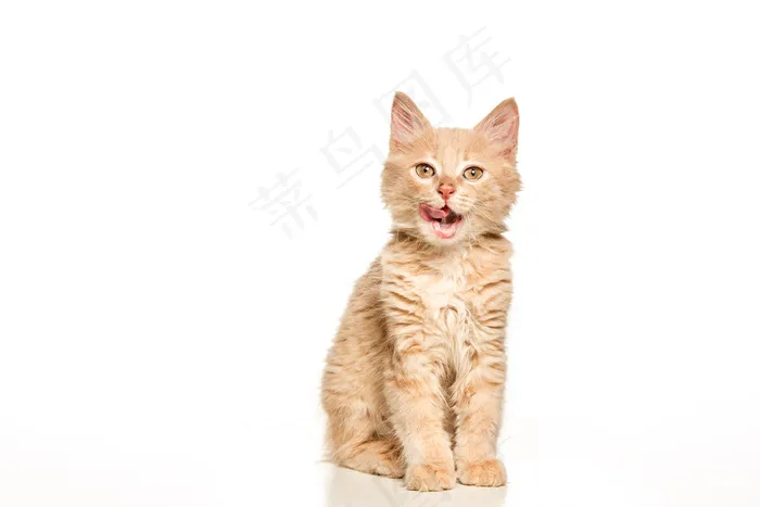 白底猫