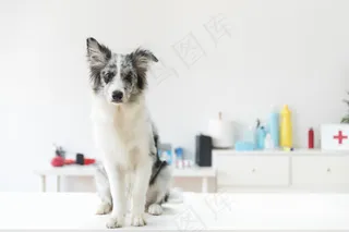 兽医诊所白色桌子上的狗画像