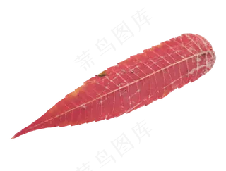 秋天秋季落叶叶子