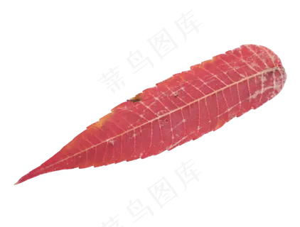 秋天秋季落叶叶子 秋天秋季落叶叶子