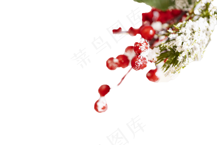 圣诞节圣诞果(3000*2000px 300 dpi )