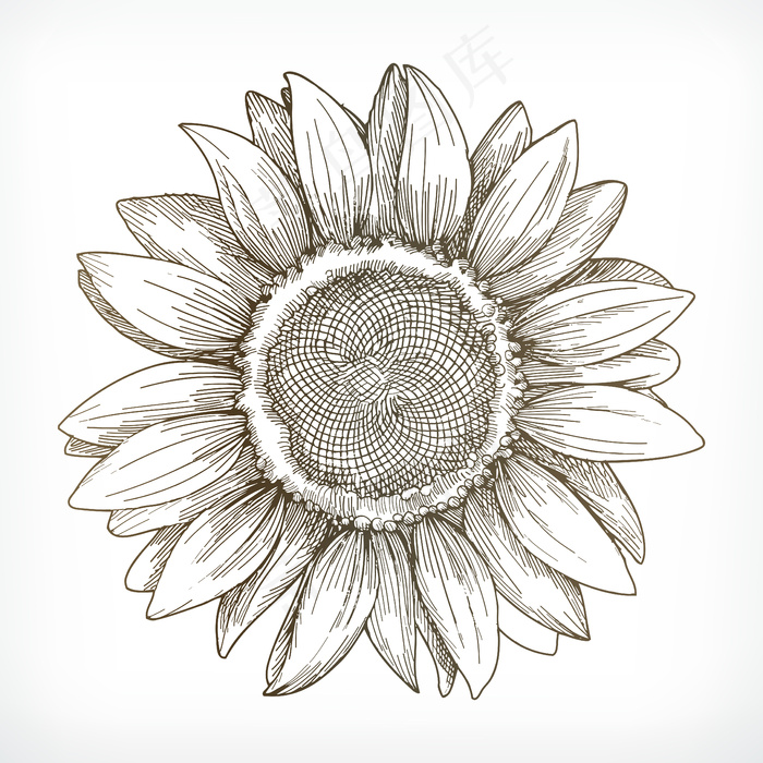 向日葵素描、手绘、插图