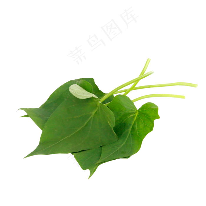 蔬菜番薯叶