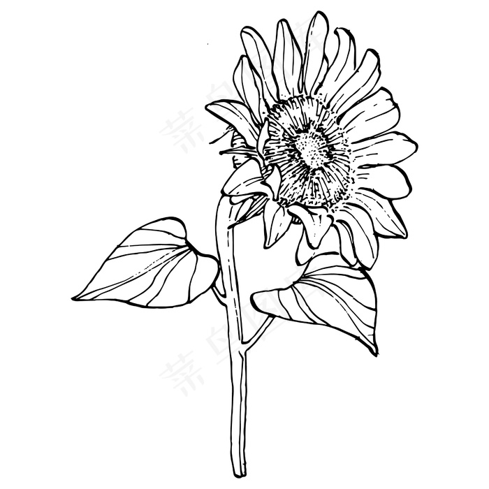 向日葵花。植物花。独立的插图元素。手绘野花的背景，纹理，包装图案，框架或边框。eps,ai矢量模版下载