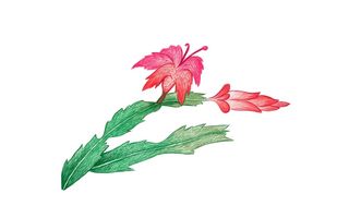 仙人掌或圣诞仙人掌的手绘草图