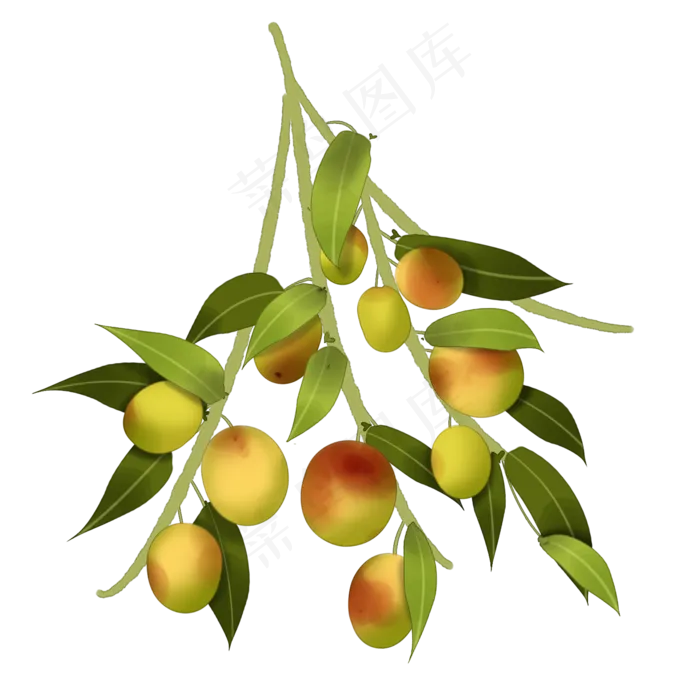 中国风手绘枣子果实植物(2000X2000(DPI:300))psd模版下载