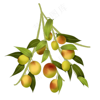 中国风手绘枣子果实植物