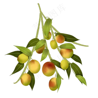 中国风手绘枣子果实植物