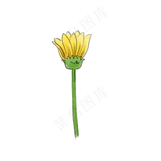 秋天立秋金黄色野菊花水彩特写花