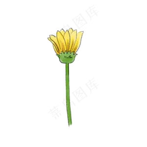 秋天立秋金黄色野菊花水彩特写花