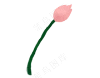 粉色含苞未放的荷花