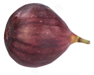 单个无花果,免抠元素