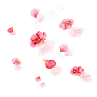 植物花瓣漂浮气氛免抠图案