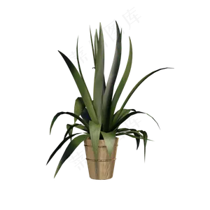 一个植物花盆,免抠元素