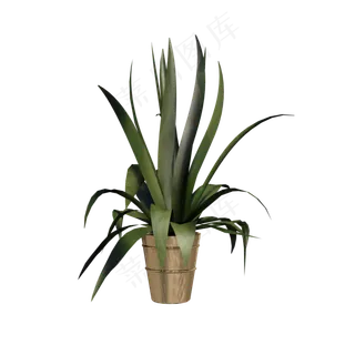 一个植物花盆,免抠元素 一个植物花盆,免抠元素