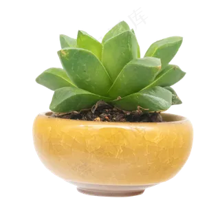 多肉植物小盆栽,免抠元素
