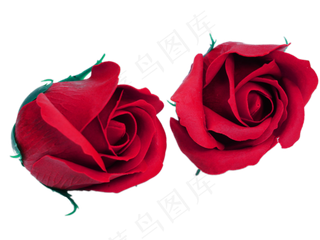 情人节玫瑰花