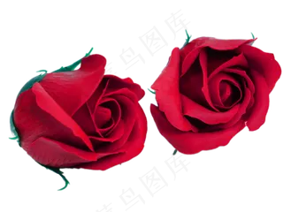 情人节玫瑰花