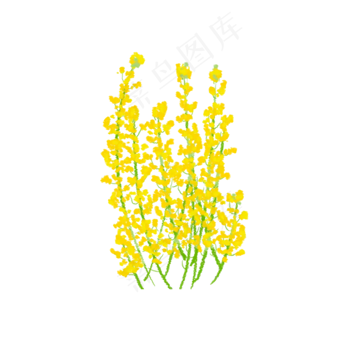 手绘繁茂的水彩油菜花(2000X2000(DPI:300))psd模版下载