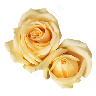 月季玫瑰橘色鲜花花朵