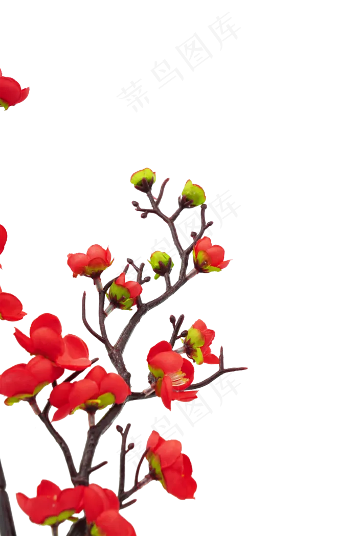 植物花开花枝(2000X2000(DPI:300))