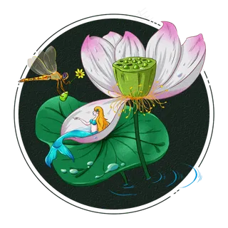 白露节气荷叶荷花节气蜻蜓露水美