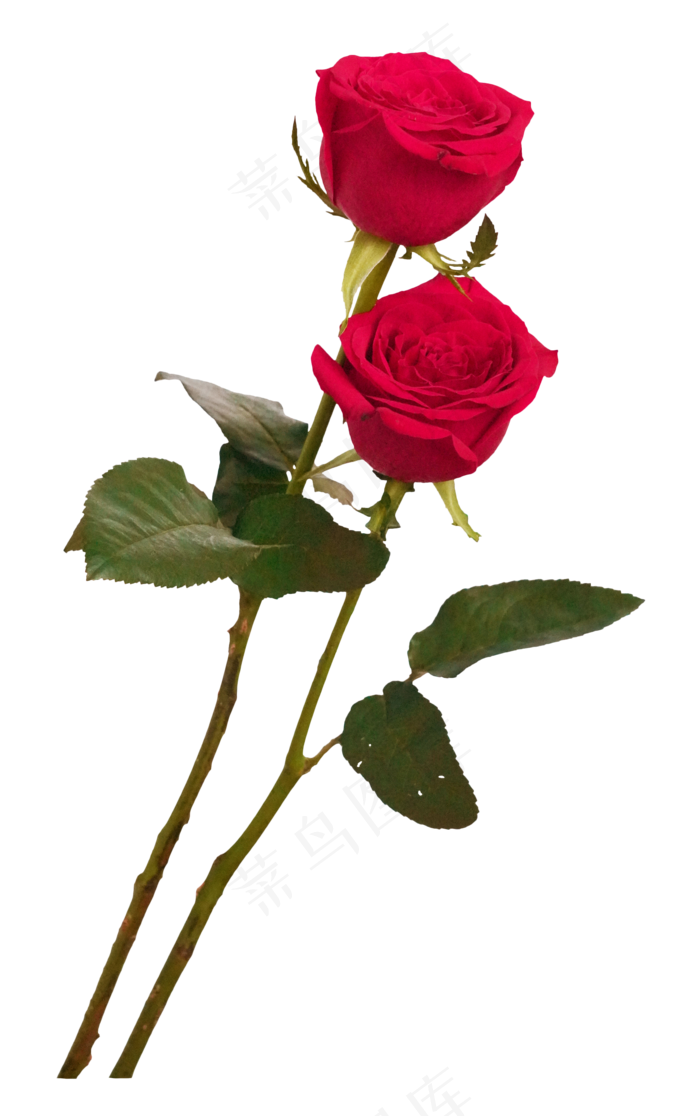 两枝红玫瑰