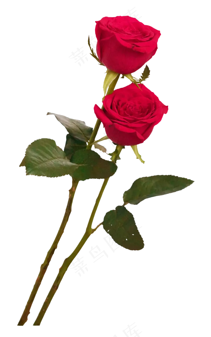 两枝红玫瑰(4724X7087(DPI:300))