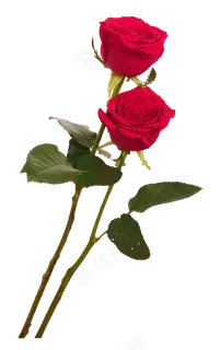 两枝红玫瑰